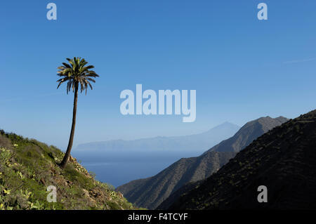 Eine einsame Palme mit Teide und Teneriffa betrachtet von Vallehermoso Trail, Integral Nature Reserve. La Gomera. Stockfoto