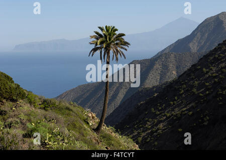 Eine einsame Palme mit Teide und Teneriffa betrachtet von Vallehermoso Trail, Integral Nature Reserve. La Gomera. Stockfoto