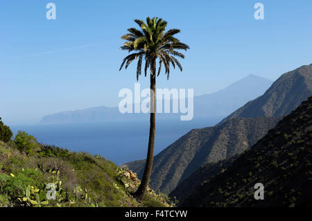 Eine einsame Palme mit Teide und Teneriffa betrachtet von Vallehermoso Trail, Integral Nature Reserve. La Gomera. Stockfoto