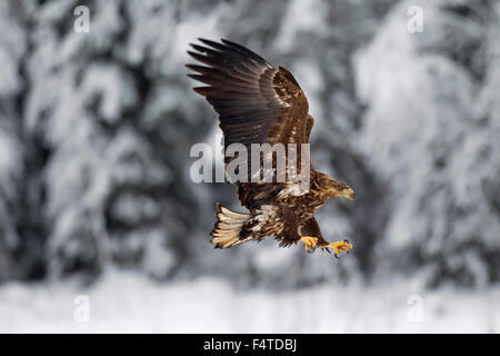 Seeadler / Sea Eagle / Erne (Haliaeetus Horste) Juvenile Landung im Schnee im Winter Stockfoto