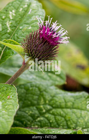 Geringerem Klette / Burweed / Laus-Bur / gemeinsame Klette (Arctium minus) in Blüte Stockfoto