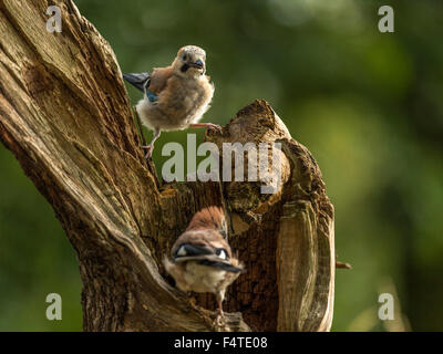 Paar von Jays dargestellt thront auf einem alten verfallenen hölzernen Baumstumpf. "Isoliert gegen einen Hintergrund beleuchteten grünen Wald" Stockfoto