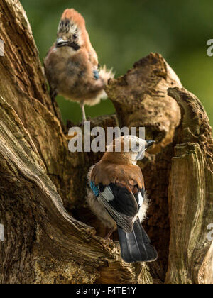 Paar von Jays dargestellt thront auf einem alten verfallenen hölzernen Baumstumpf. "Isoliert gegen einen Hintergrund beleuchteten grünen Wald" Stockfoto