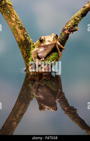 Peacock Laubfrosch in einer Reflexion Stockfoto