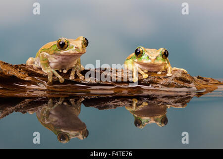 Peacock Laubfrosch in einer Reflexion Stockfoto