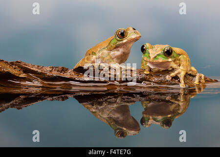 Peacock Laubfrosch in einer Reflexion Stockfoto