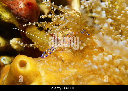 Leben im Meer, eine gefleckten Putzergarnelen, Periclimenes Yucatanicus, Unterwasser in der Karibik Stockfoto