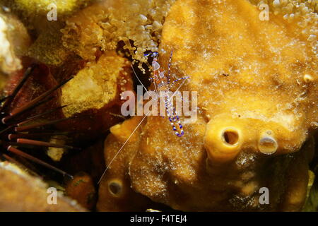 Unterwasser-Leben, entdeckt ein buntes Putzergarnelen, Periclimenes Yucatanicus, Karibik Stockfoto