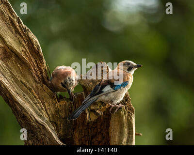 Paar von Jays dargestellt thront auf einem alten verfallenen hölzernen Baumstumpf. "Isoliert gegen einen Hintergrund beleuchteten grünen Wald" Stockfoto