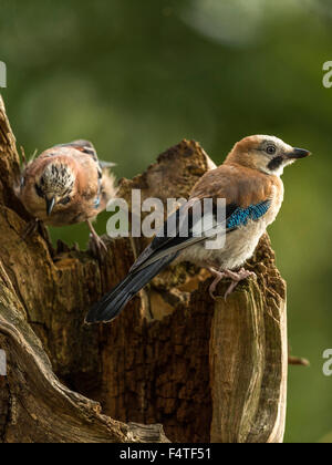 Paar von Jays dargestellt thront auf einem alten verfallenen hölzernen Baumstumpf. "Isoliert gegen einen Hintergrund beleuchteten grünen Wald" Stockfoto