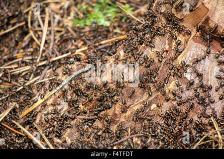 Ameisen-Kolonie in den faulen Baum im Wald Stockfoto