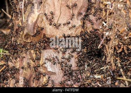 Ameisen-Kolonie in den faulen Baum im Wald Stockfoto