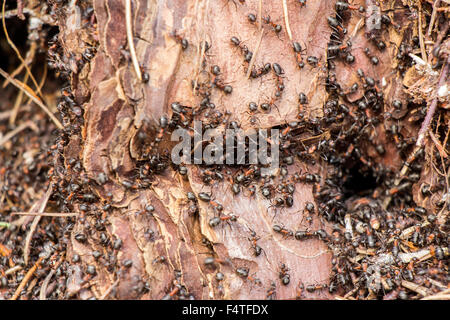 Ameisen-Kolonie in den faulen Baum im Wald Stockfoto