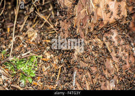 Ameisen-Kolonie in den faulen Baum im Wald Stockfoto