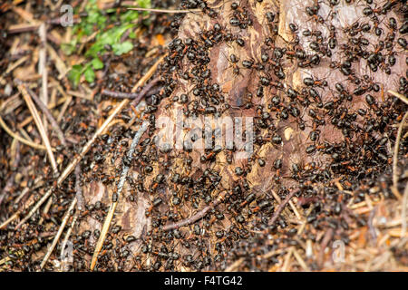 Ameisen-Kolonie in den faulen Baum im Wald Stockfoto