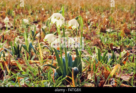 Deutschland, Bayern, Oberbayern, Berchtesgadener Land, Wut, Steinhögl, Wiese, nasse Wiese, Feuchtbiotop, Blume, Blumen, Stockfoto