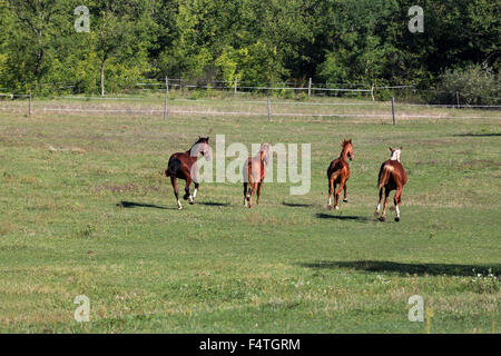 Vier schöne junge Hengste im Galopp auf der Weide im Sommer Stockfoto