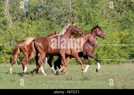 Vier schöne junge Hengste im Galopp auf der Weide im Sommer Stockfoto