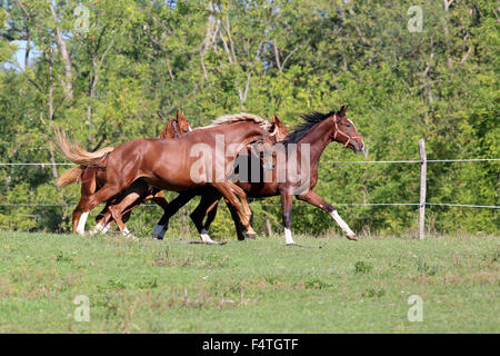 Junghengste im Galopp auf der Weide im Sommer Stockfoto
