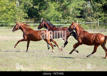 Drei schöne junge Hengste im Galopp auf der Weide im Sommer Stockfoto