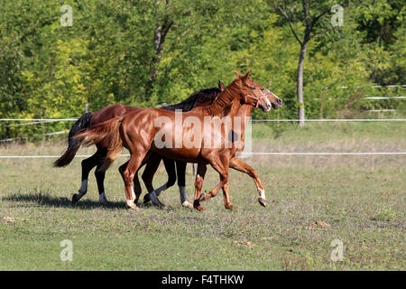 Schöne junge Hengste im Galopp auf der Weide im Sommer Stockfoto