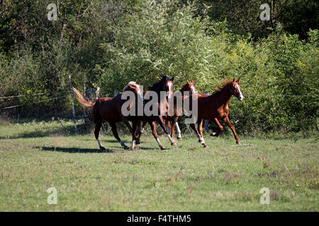 Vier schöne junge Hengste im Galopp auf der Weide im Sommer Stockfoto
