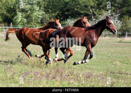 Drei schöne junge Hengste im Galopp auf der Weide im Sommer Stockfoto