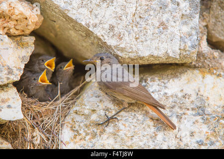 Blak Gartenrotschwänze, Vögel, Stockfoto