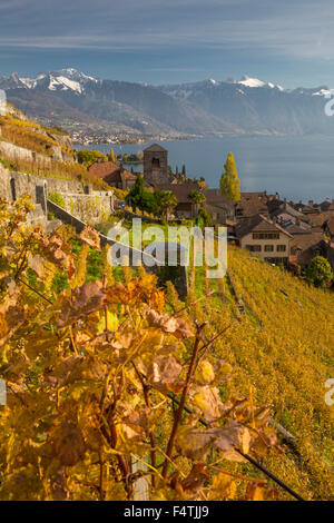 Dorf Saint-Saphorin VD am Genfer See im Herbst, Stockfoto