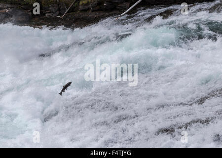 Chinook Lachs versuchen zu springen, Baileys Rutsche, einen sehr schnellen Wasserfall im Wells Gray Provincial Park in British Columbia, Kanada. Stockfoto