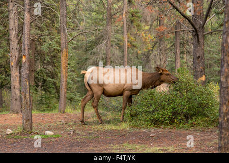 Weibliche Elche oder Wapiti (Cervus Canadensis) in Jasper Nationalpark, Rocky Mountains, Alberta, Kanada, Nordamerika Weiden. Stockfoto