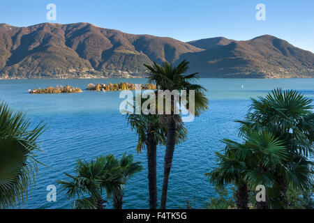 Ansicht, Vista, Ronco, Schweiz, Kanton Ticino, Lago Maggiore, See, Herbst, Brissago Inseln, Brissago, Palmen Stockfoto