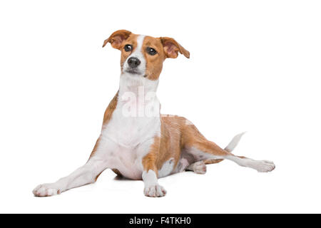 Mischen Sie Podenco Hund vor einem weißen Hintergrund Stockfoto