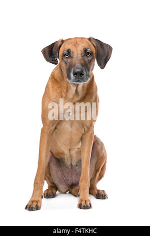 Rhodesian Ridgeback vor einem weißen Hintergrund Stockfoto