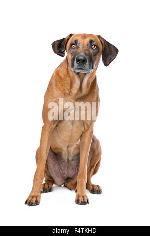 Rhodesian Ridgeback vor einem weißen Hintergrund Stockfoto