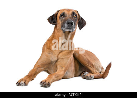 Rhodesian Ridgeback vor einem weißen Hintergrund Stockfoto