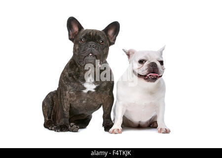 zwei französische Bulldoggen sitzt vor einem weißen Hintergrund Stockfoto