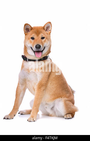 Shina Inu vor einem weißen Hintergrund Stockfoto