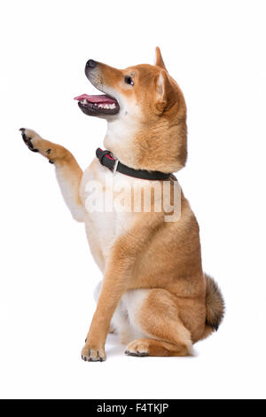Shina Inu vor einem weißen Hintergrund Stockfoto