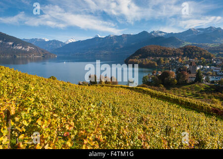 Spiez, Schweiz, Kanton Bern, Berner Oberland, Thunersee, See, Weinberg, Weinbau, Herbst Stockfoto