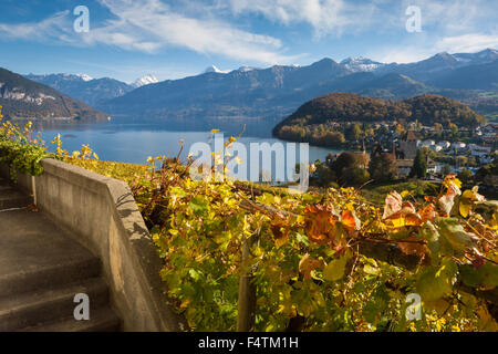 Spiez, Schweiz, Kanton Bern, Berner Oberland, Thunersee, See, Weinberg, Weinbau, Herbst Stockfoto