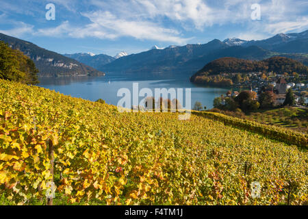 Spiez, Schweiz, Kanton Bern, Berner Oberland, Thunersee, See, Weinberg, Weinbau, Herbst Stockfoto