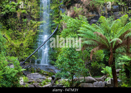 Erskine Falls, Australien, Victoria, Great Otway, Nationalpark, Wasserfall, Farn-Bäume Stockfoto