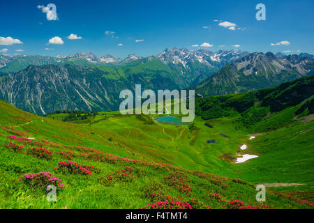 Allgäu, Allgäuer Alpen, Alpen, Alpin, Pflanze, Alpenrosen blühen, bayerischen, in der Nähe von Oberstdorf, Berglandschaft, Bergsee, Stockfoto