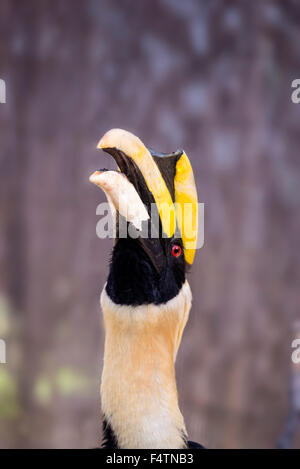 großes Hornbill, Buceros Bicornis, Vogel Stockfoto