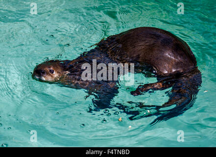 Spotted necked Otter, Otter, Lutra Maculicollis, Tier Stockfoto