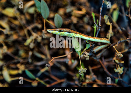 Braun Rebe Schlange, Oxybelis aeneus, Schlange, Reptil, Tier Stockfoto