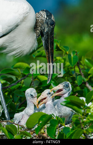 Holz-Storch, Ibis Holz, Mycteria Americana, Florida, USA, Amerika, Storch, Vogel Stockfoto