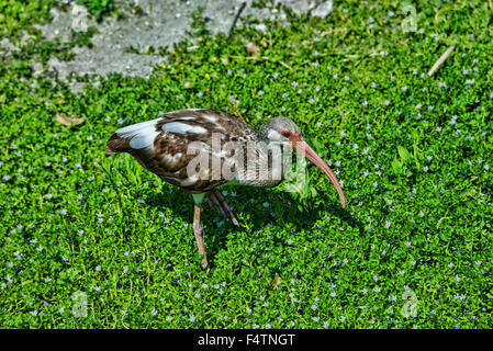 weißer Ibis, Eudocimus Albus, Ibis, Vogel Stockfoto