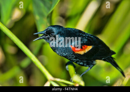 Red winged Blackbird, Agelaius Phoeniceus, Amsel, USA, Amerika, Vogel Stockfoto